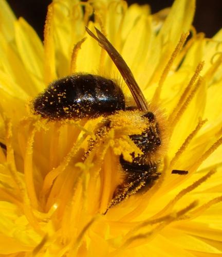 Andrena bicolor